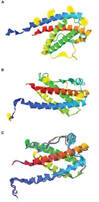 Development of Site-Specific PEGylated Granulocyte Colony Stimulating Factor With Prolonged Biological Activity